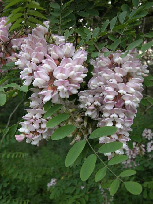 Hybridrobinia (Robinia x ambigua 'Decaisneana')